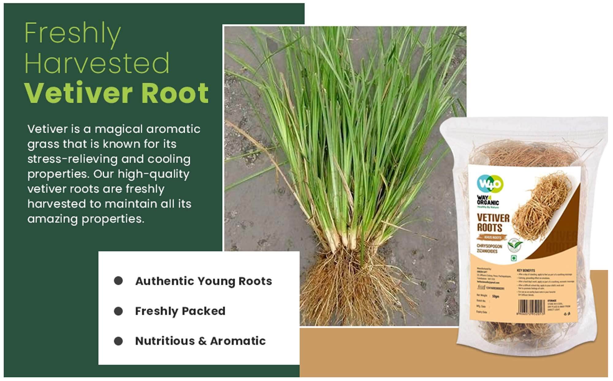 Vetiver Root/Dried Khus-Khus/Vetiveria Zizanioides (50 Grams), Young Roots Not Aged Matured Roots, Natural Herbal Coolant - Way4Organic (1 Pack)