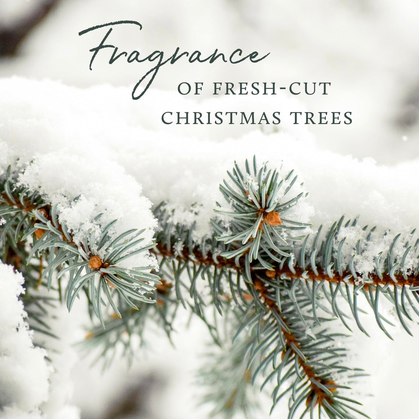 Thymes Soft Surface Scrub - Frasier Fir - Multipurpose Surface Cleaner - - Pine Scented Stain Remover with Baking Soda, Fennel & Parsley Extracts