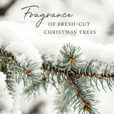 Thymes Soft Surface Scrub - Frasier Fir - Multipurpose Surface Cleaner - - Pine Scented Stain Remover with Baking Soda, Fennel & Parsley Extracts