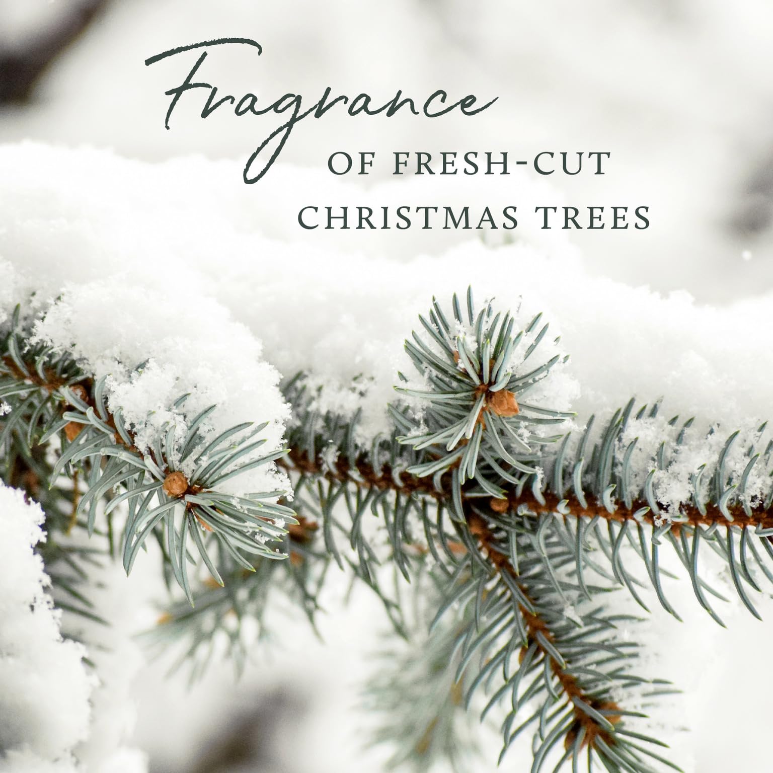 Thymes Soft Surface Scrub - Frasier Fir - Multipurpose Surface Cleaner - - Pine Scented Stain Remover with Baking Soda, Fennel & Parsley Extracts