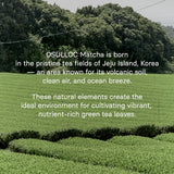 OSULLOC Volcanic Isle Matcha Powder, Ceremonial Grade Korean Matcha, Green tea powder from Jeju Island (1.41oz, 40g)