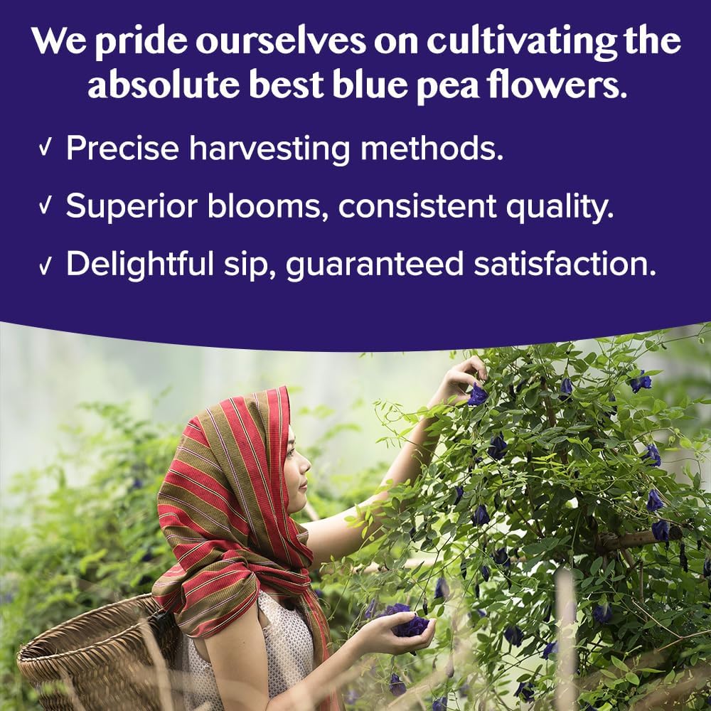VAHDAM, Butterfly Pea Flower (15 Pyramid Bags) Vegan, Non-GMO | Delicate & Earthy | Direct From Source - Plant-Based Biodegradable | Brew Iced Tea