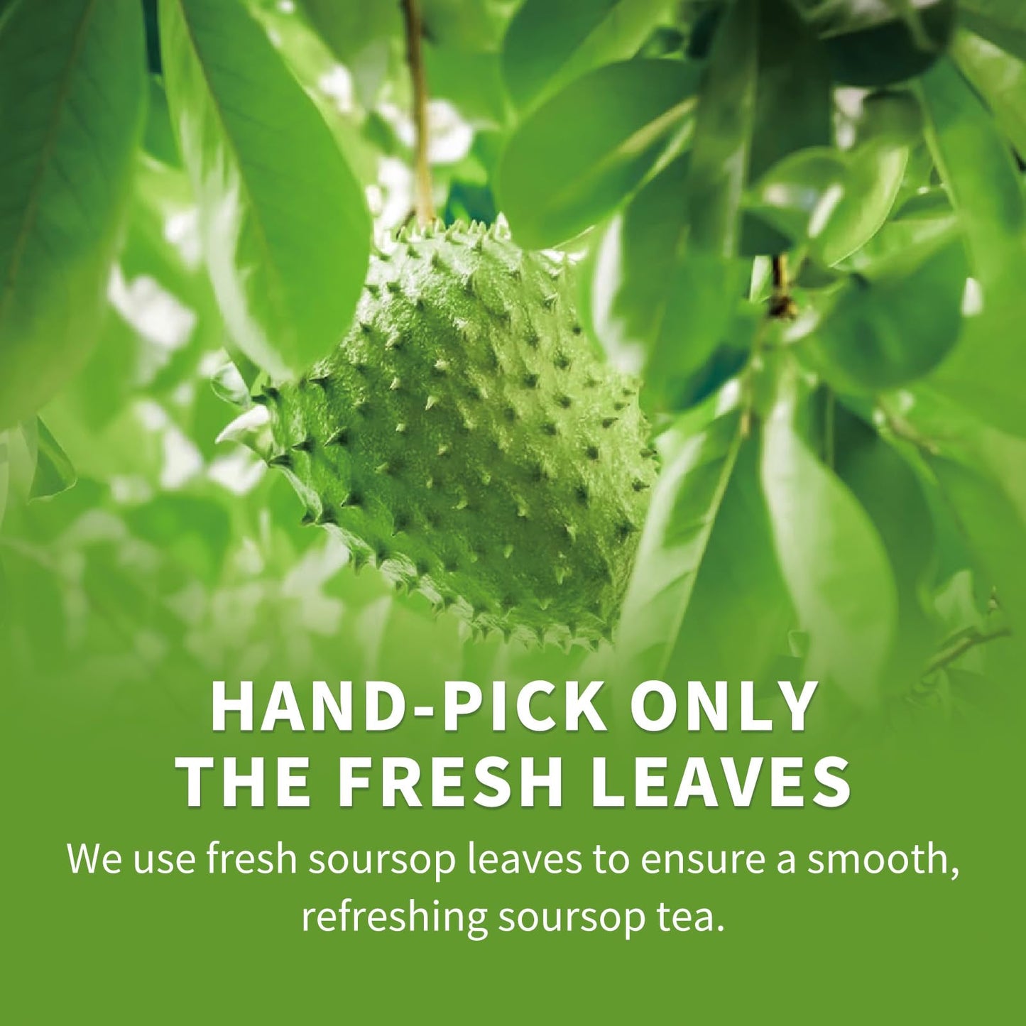 60 Handmade Soursop Bags, 100% Pure and Natural, No Sugar/Caffeine/Additives - Support Antioxidants and Relax Your Body and Mind