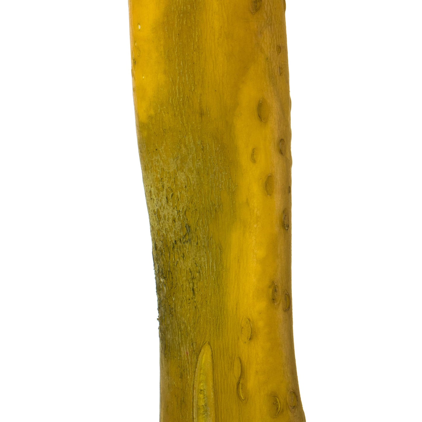 Vickerman 36-38" Basil Kelp - (Sea Kelp), 1 Piece per Pack, Dried