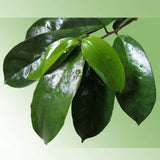Zokiva Nutritionals - Soursop Leaves Hojas De Guanabana 1 oz x 3 Pack of Graviola Leaves for Tea - A Natural Caffeine - Free Bioavailable Superfood