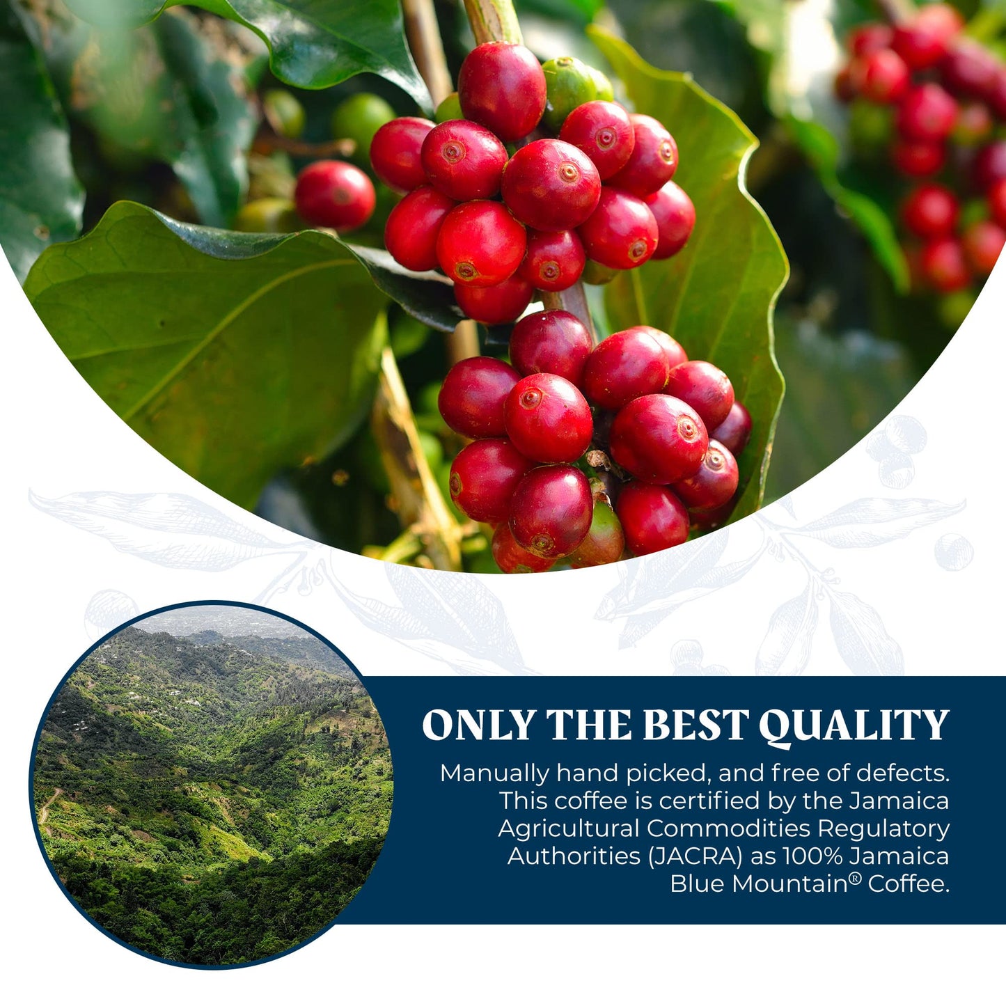 JA Coffee - 100% Jamaica Blue Mountain Coffee, Medium Roast, Whole Beans - Premium Arabica, Bag of 454 grams (1 Pound - 16 ounces)