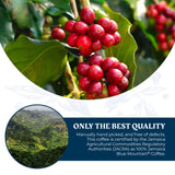 JA Coffee - 100% Jamaica Blue Mountain Coffee, Medium Roast, Whole Beans - Premium Arabica, Bag of 454 grams (1 Pound - 16 ounces)