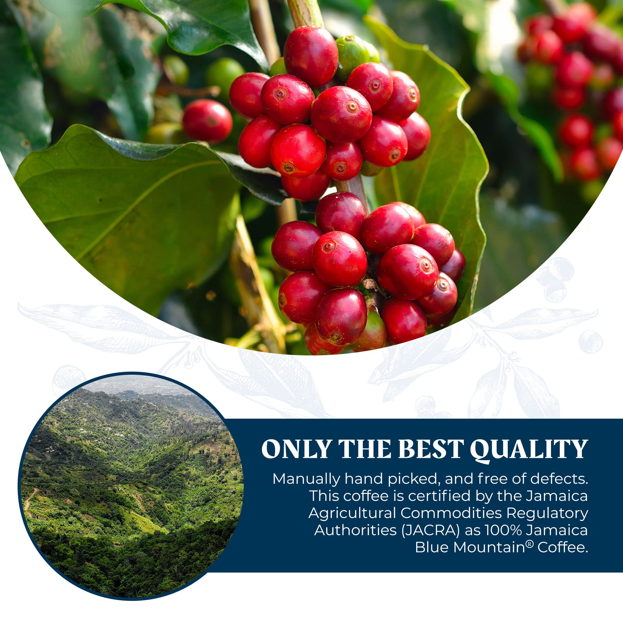 JA Coffee - 100% Jamaica Blue Mountain Coffee, Medium Roast, Whole Beans - Premium Arabica, Bag of 454 grams (1 Pound - 16 ounces)