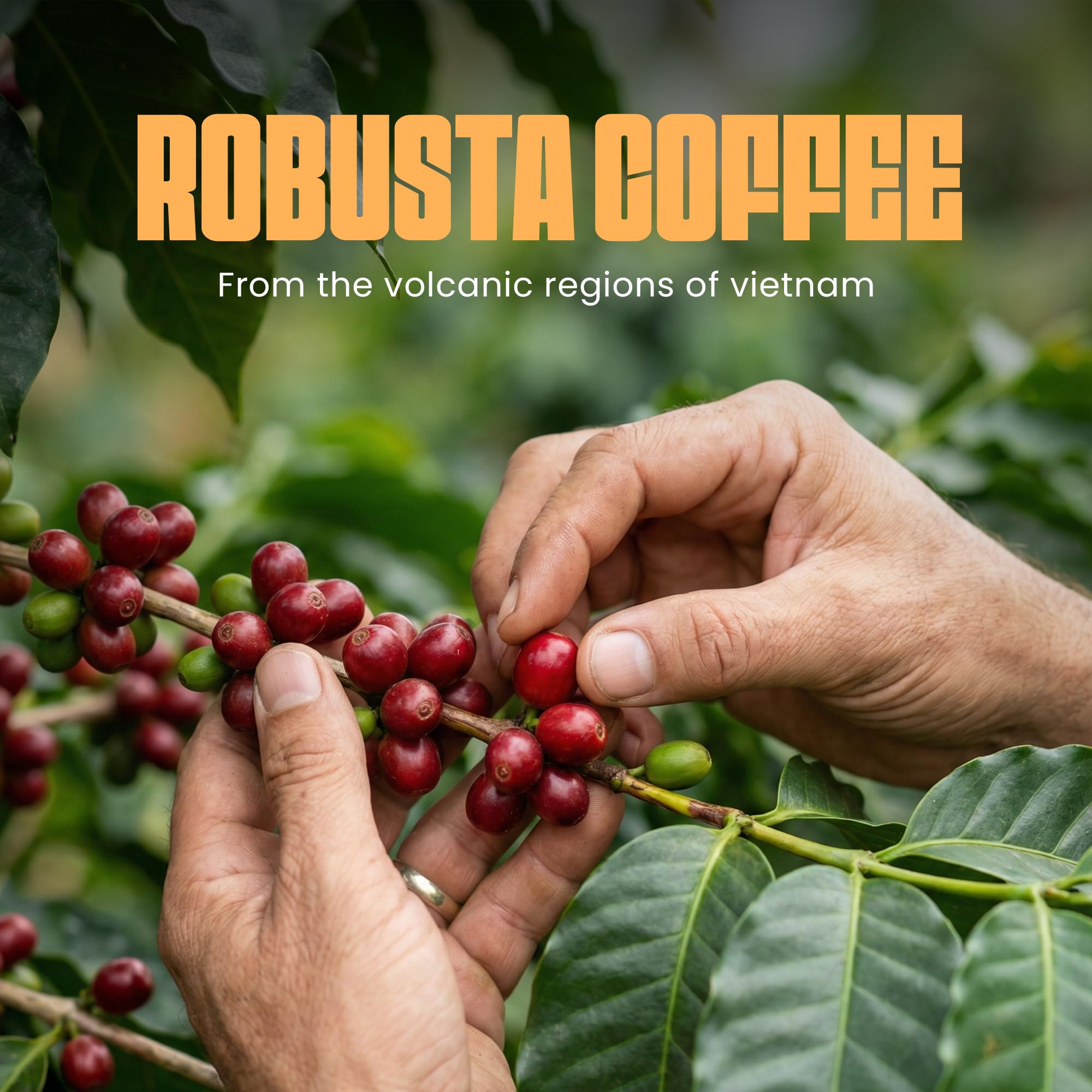Blu Ore Black Obsidian Robusta Coffee Beans - Single Origin Vietnamese Whole Bean Coffee, Bold Strong Espresso Beans with Chocolate & Cacao Notes