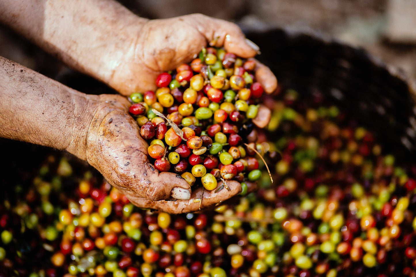 Jamaican Blue Mountain Coffee - 1 Pound - Medium Roast