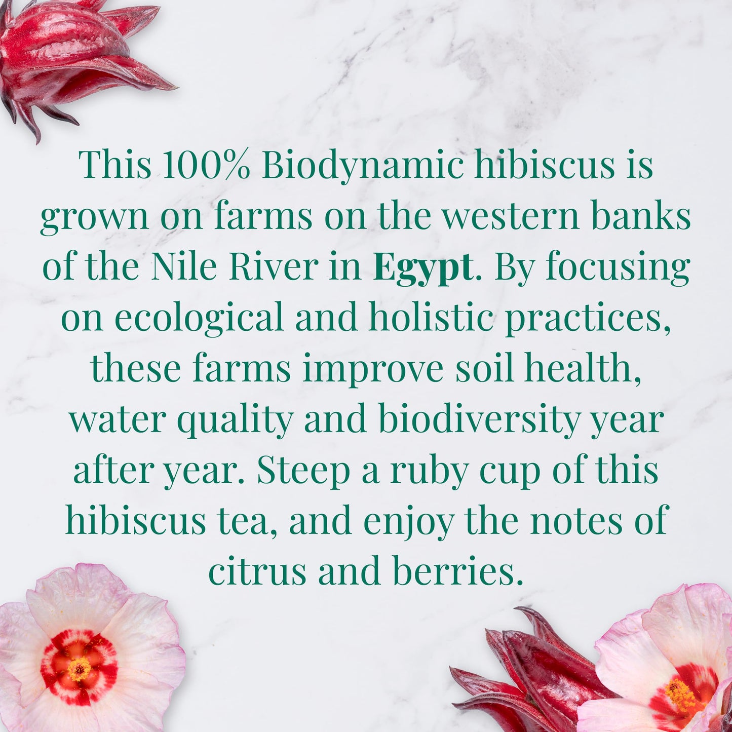 The Republic of Tea - Organic Egyptian Hibiscus SuperHerb Tea Tin, 36 Biodynamic Herbal Tea Bags, Naturally Caffeine-Free Herbs of Origin
