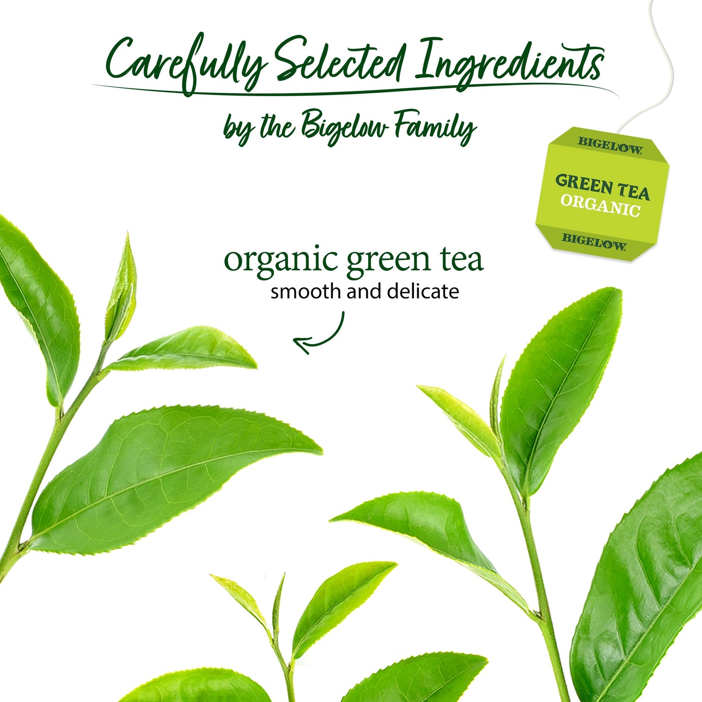 Bigelow Tea Organic Green Teabags Box, Caffeinated, 40 Count (Pack of 6)