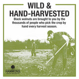 Hammons Black Walnuts - Wild Harvested - Non-GMO, Gluten Free, High Protein, Keto Snack - Recipe Ready Nuts Great for Cooking and Baking - 16oz