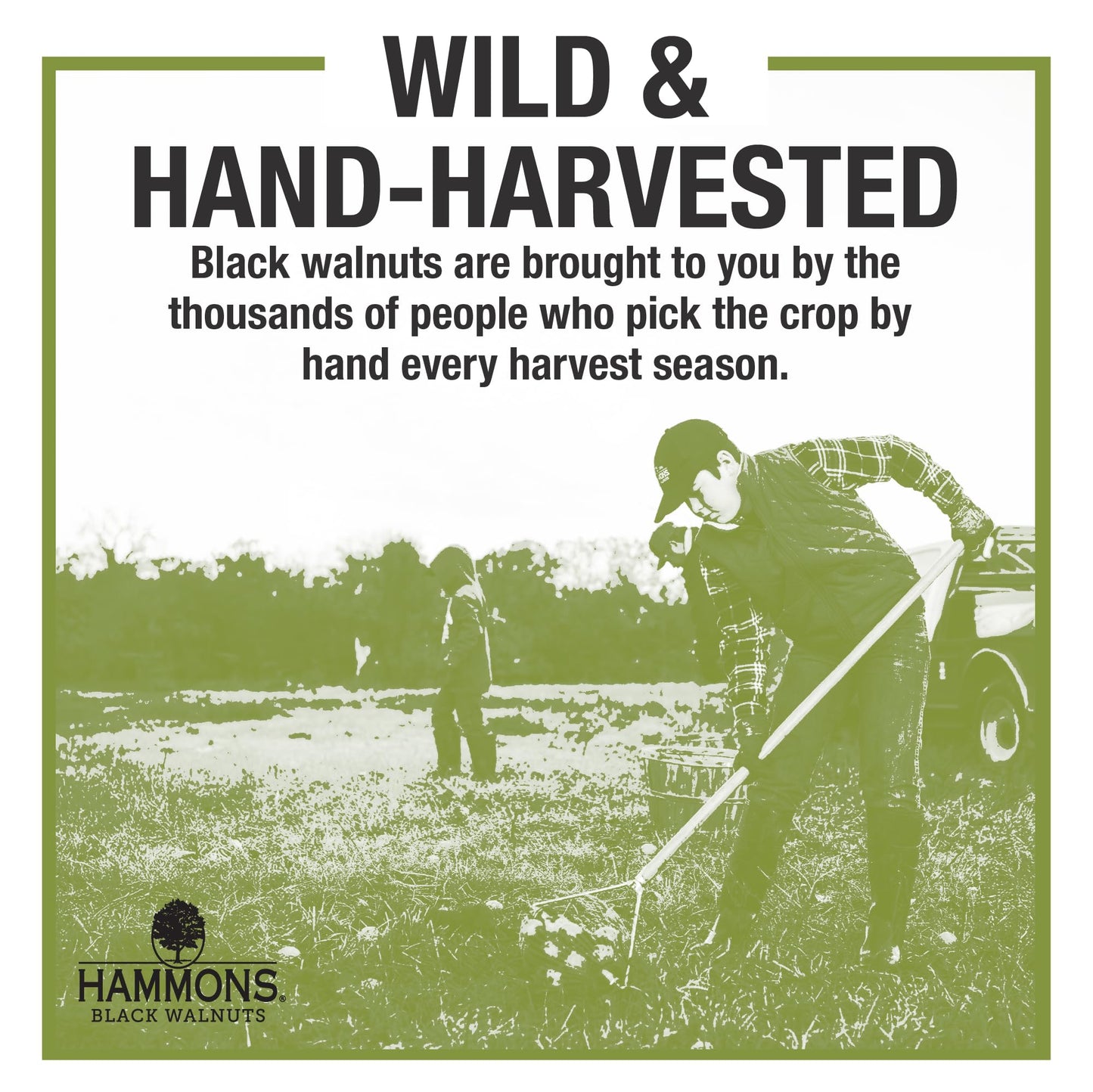 Hammons Black Walnuts - Wild Harvested - Non-GMO, Gluten Free, High Protein, Keto Snack - Recipe Ready Nuts Great for Cooking and Baking - 8oz