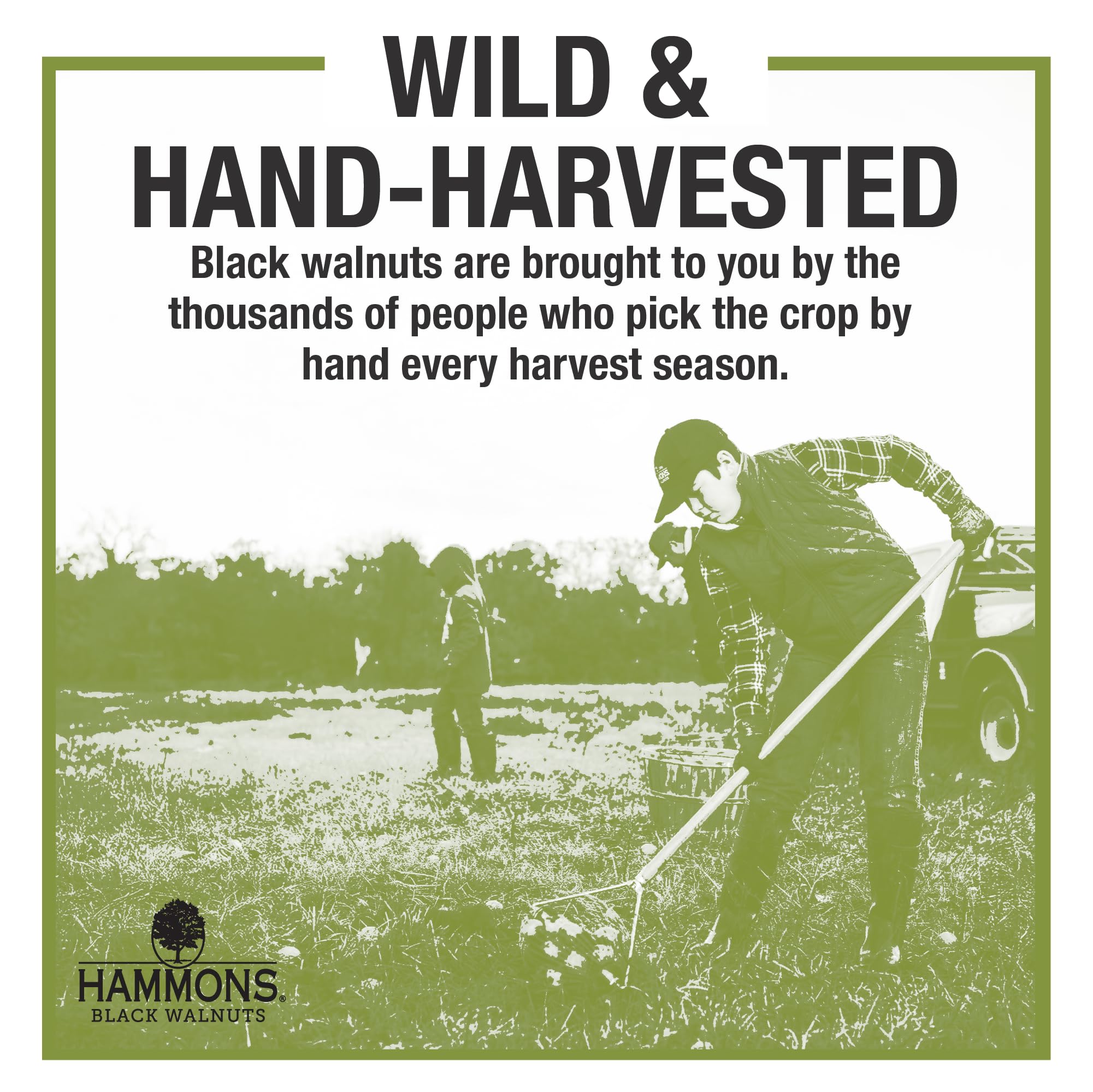 Hammons Fancy Large Black Walnuts -Wild Harvested - Non-GMO - Gluten-Free - High Protein - Keto Snack - Nuts for Cooking and Baking - 35Lb Box