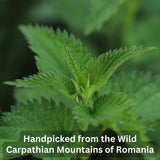 Wild Bliss Organic Wild Stinging Nettle Leaf Tea - Caffeine Free Urinary Tract Herbal Support - Pharmacopoeia Potency - 20 Plant Based Tea Bags