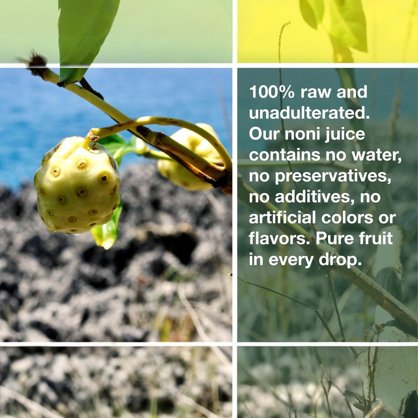 Frutos Pachamama Organic Noni Juice 100% Pure - Raw Ozonated Noni Extract from Dominican Republic | Natural Superfood Drink | Immune Booster