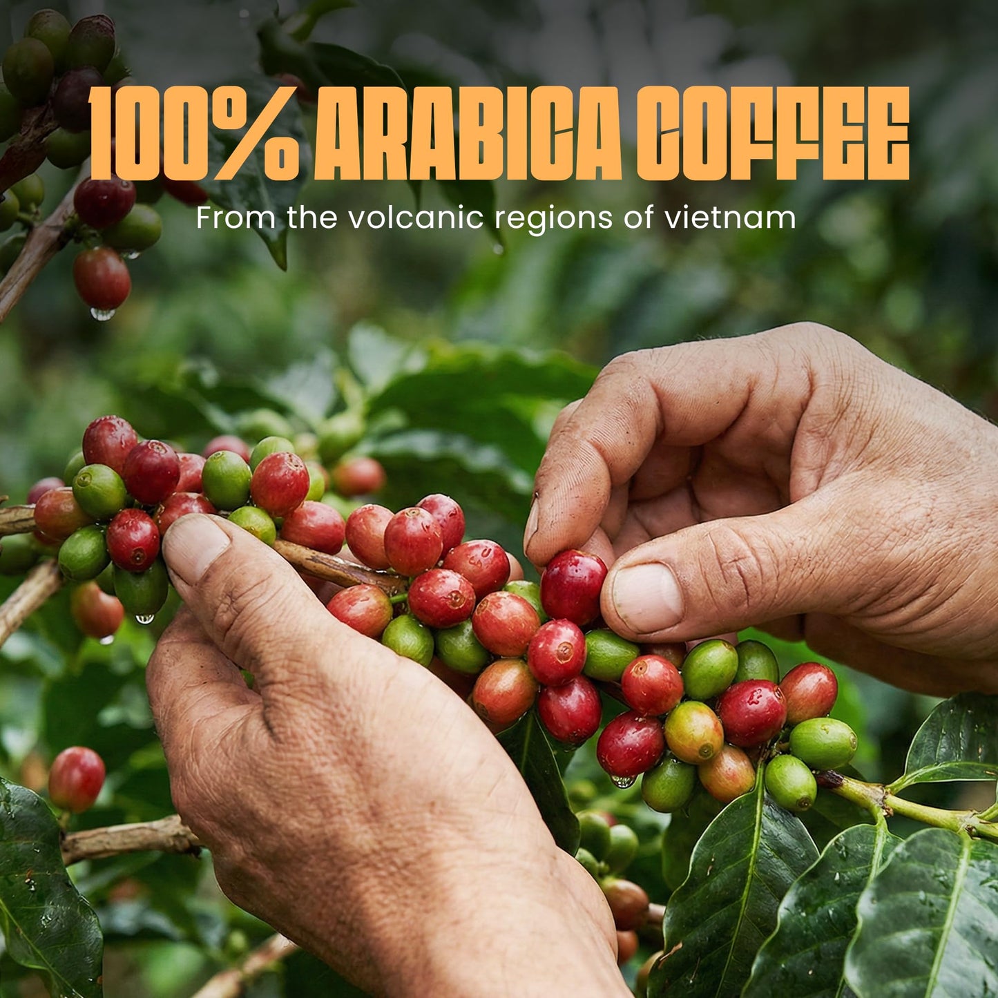 Blu Ore Dark Onyx Vietnamese Arabica Coffee Beans Single Origin Low Acidity Dark Roast with Smooth Body and Fruity Aroma