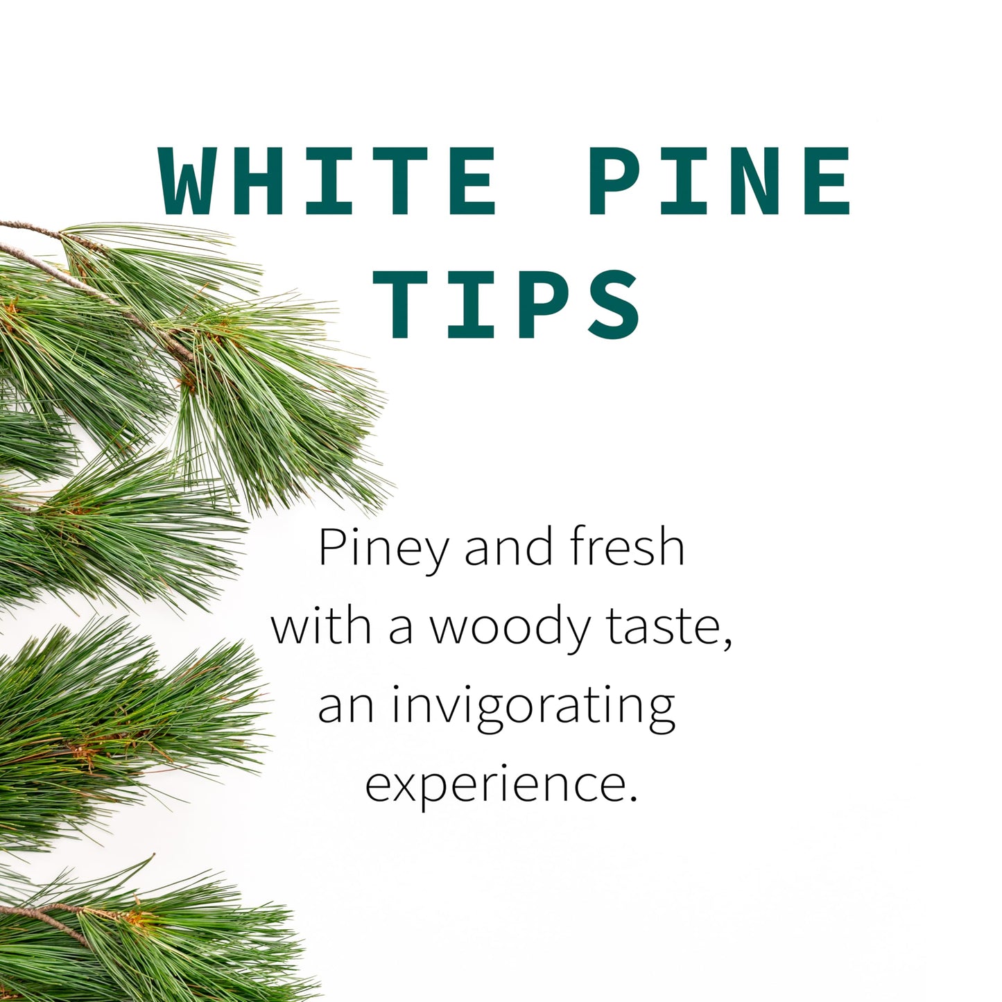 White Pine Needle Tea, Wild-Harvested in Wisconsin | 6.0 oz | 85 Servings | Loose Leaf | Herbal Tea & Medicinal Herbs | Regenerative Farming | Single