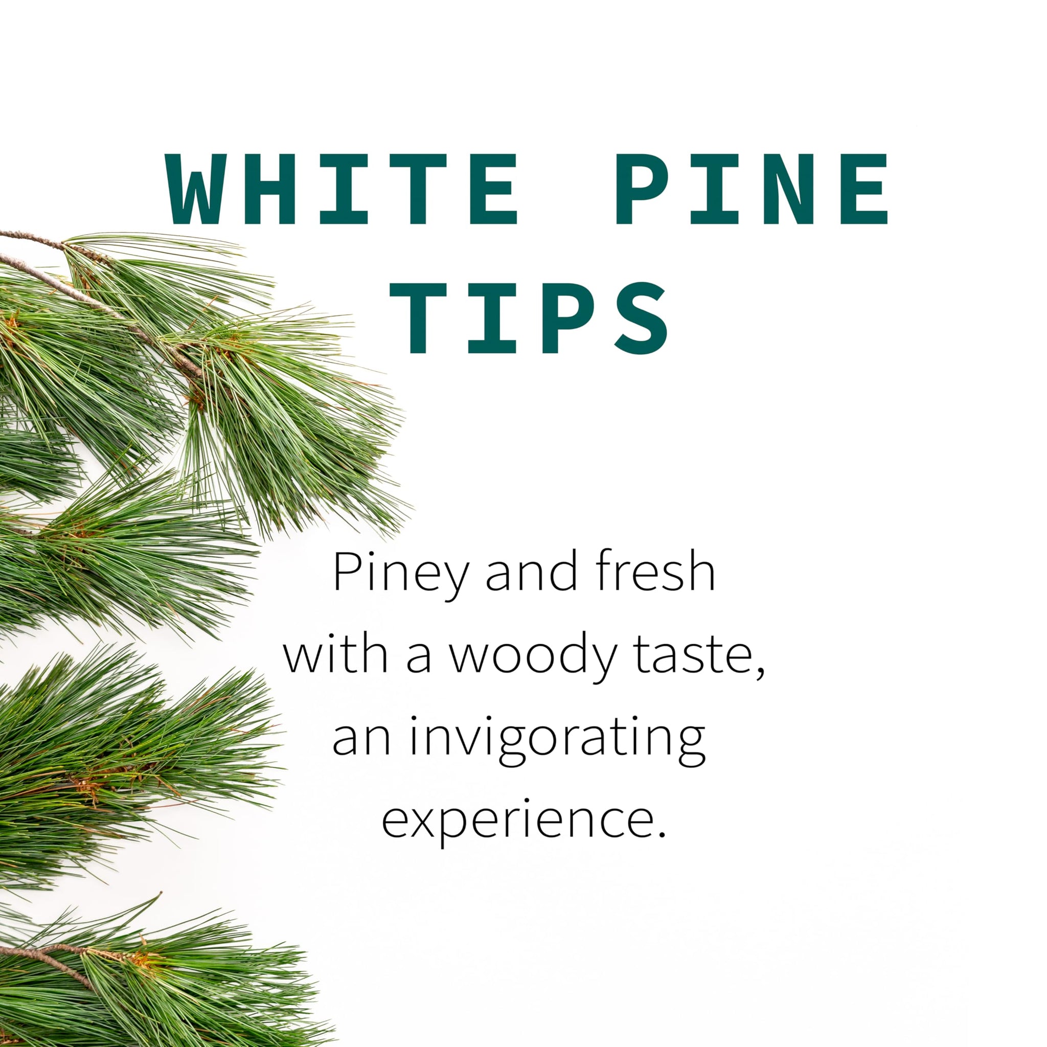 White Pine Needle Tea, Wild-Harvested in Wisconsin | 6.0 oz | 85 Servings | Loose Leaf | Herbal Tea & Medicinal Herbs | Regenerative Farming | Single