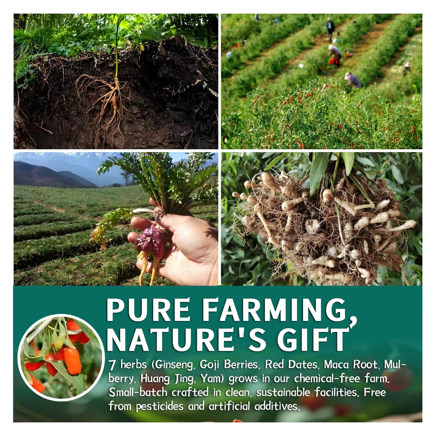 Kidney Tea Ginseng Six Treasure Tea for Kidney Health, Herbal Chinese Traditional Ginseng Five Treasures Natural Detox Formula, Corn-Fiber Teabag