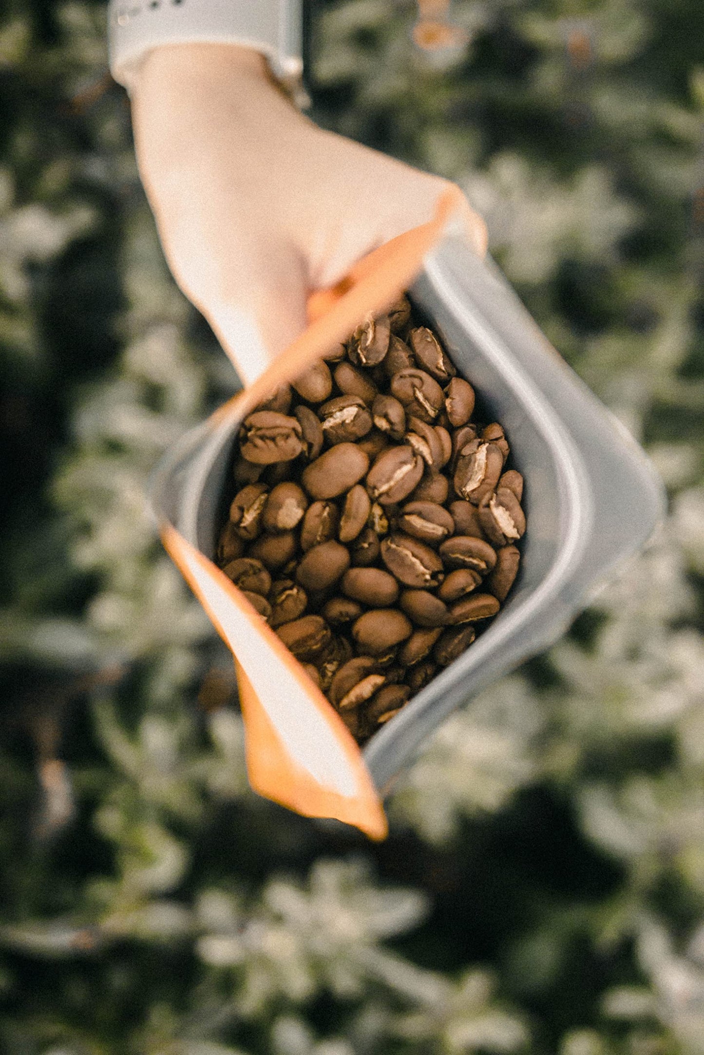 5 LBS of GRADE 1 PREMIUM 100% Certified Jamaica Blue Mountain Coffee | Roasted to Order & Shipped within 24 Hours of Roasting (Medium Roast)