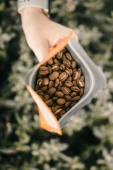 5 LBS of GRADE 1 PREMIUM 100% Certified Jamaica Blue Mountain Coffee | Roasted to Order & Shipped within 24 Hours of Roasting (Medium Roast)