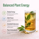 Shrub Fuel Organic Energy Drink - Made With Fresh Brewed Guayusa Tea, 100% Plant Brewed Clean Energy For Calm Focus, Zero Sugar And No Crash, 16 Fl Oz