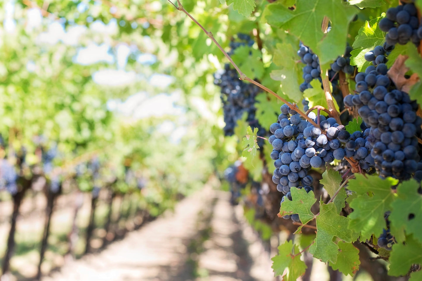 Whole Wine Grape Seeds - Ingredients: 100% Wine Pips - Vitis Vinifera - Kosher, Halal, Natural - Net Weight: 1.76oz / 50g