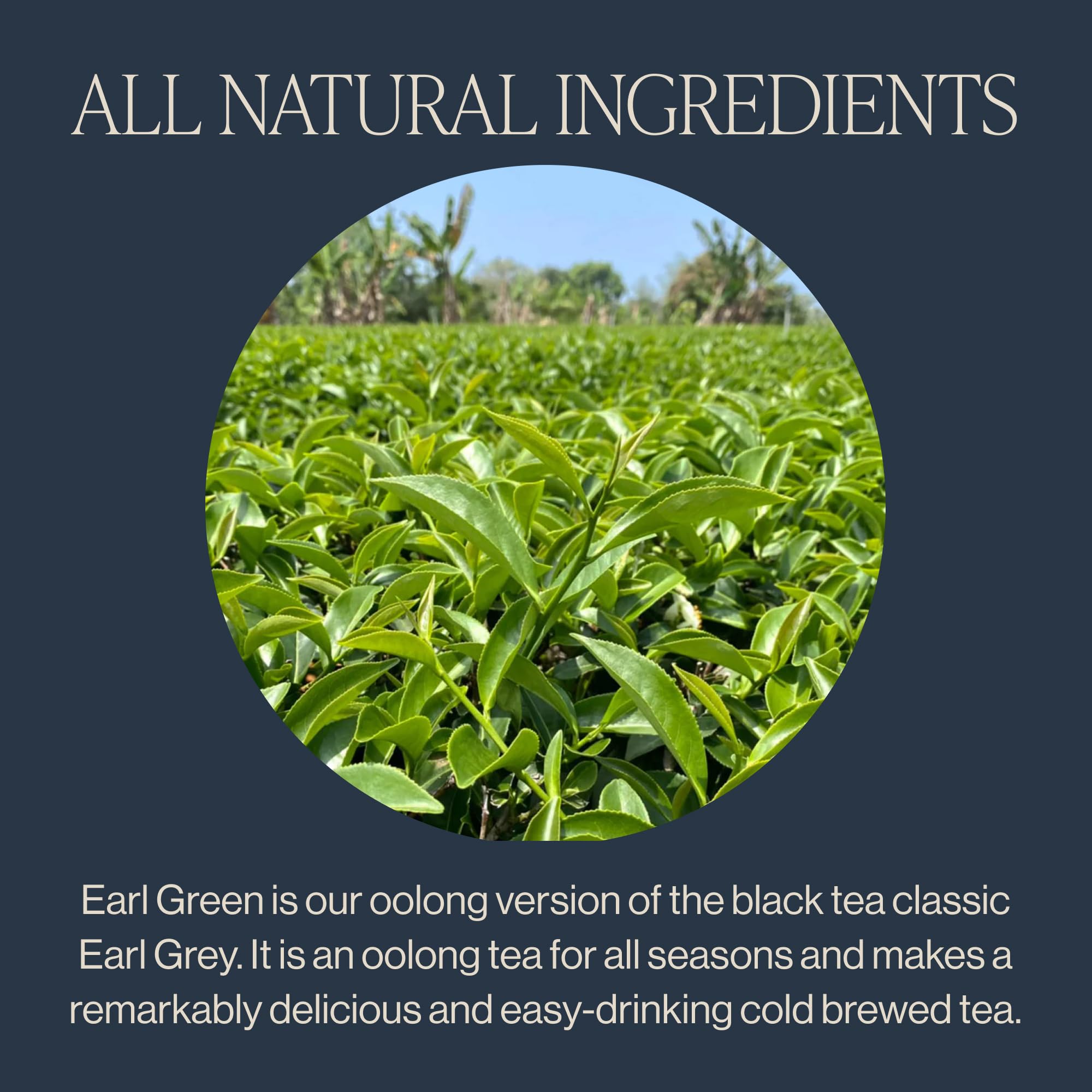 Rishi Organic Earl Green Tea Sachets, 15 CT