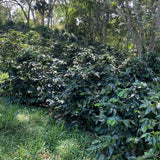Medium Dark Coffee Roast, Ground Coffee, 100% Arabica Colombian Coffee, Fresh Coffee (1 LB), Saxonville Mills Cafe
