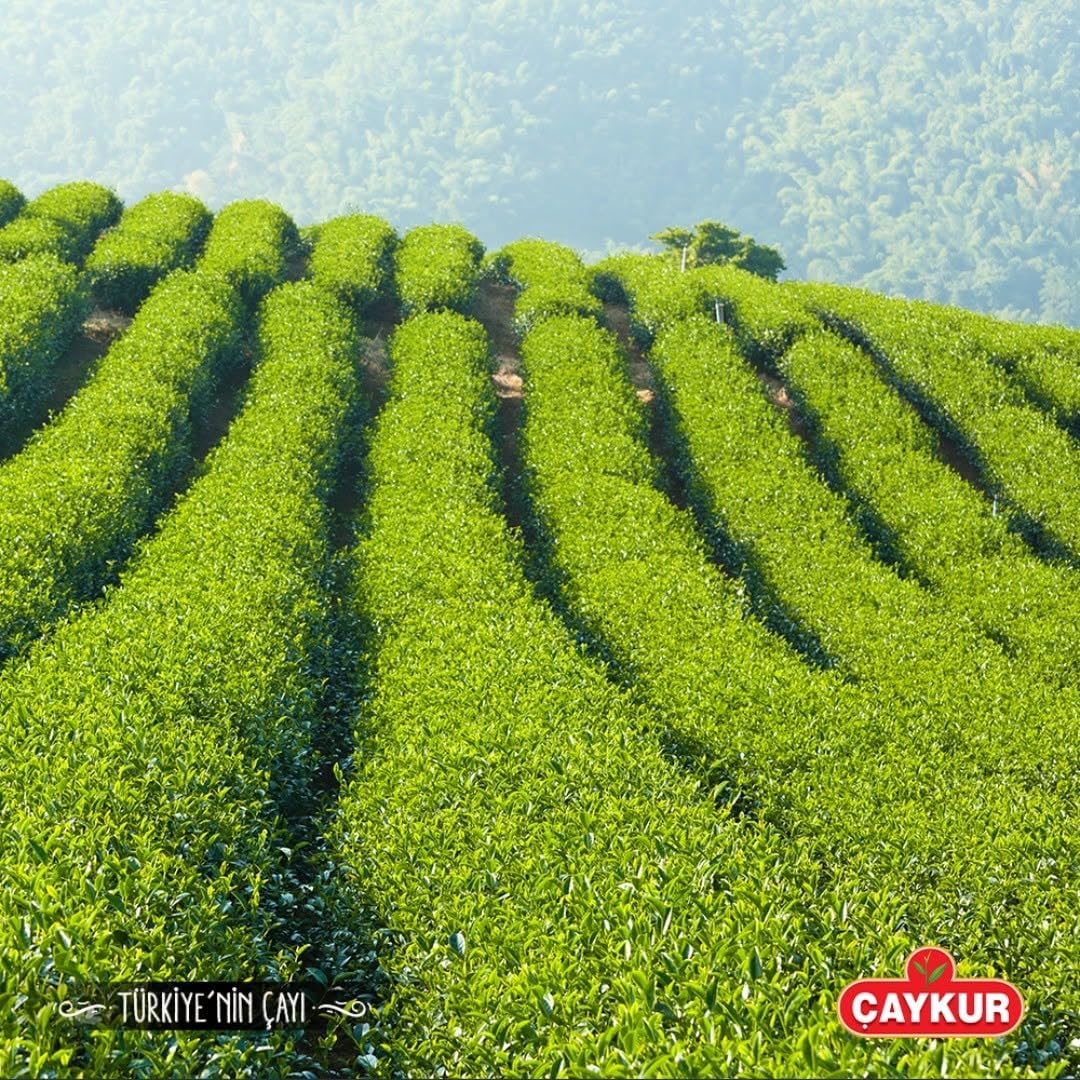 ÇAYKUR Rize Turist Large Tea Bags for Teapot Brew, Bright Red, Loose Leaf, Individually Wrapped 40 Bags, 200gr / 7.05 Oz