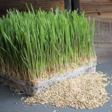 35 Lb Bulk Organic Rye Grain Seeds - Rye Seed for Sprouting Rye Berries, Rye Seeds for Organic Rye Flour, Rye Meal, Rye Pasta, Marble Rye Bread, Rye