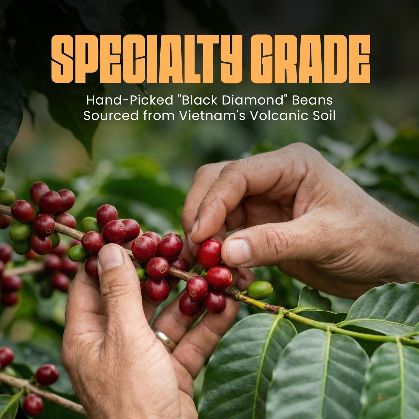 Blu Ore Black Diamond Robusta Specialty Coffee Beans - Single Origin, Bold Aromatic Espresso Beans with Hints of Walnut, Peanut, Caramel, Brown Sugar
