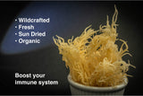 Dried Sea Moss (3 Oz (pack of 2)) - Caribbean Superfood - Wildcrafted Seedstock - Ethically Harvested - Makes 4 Quarts Gel