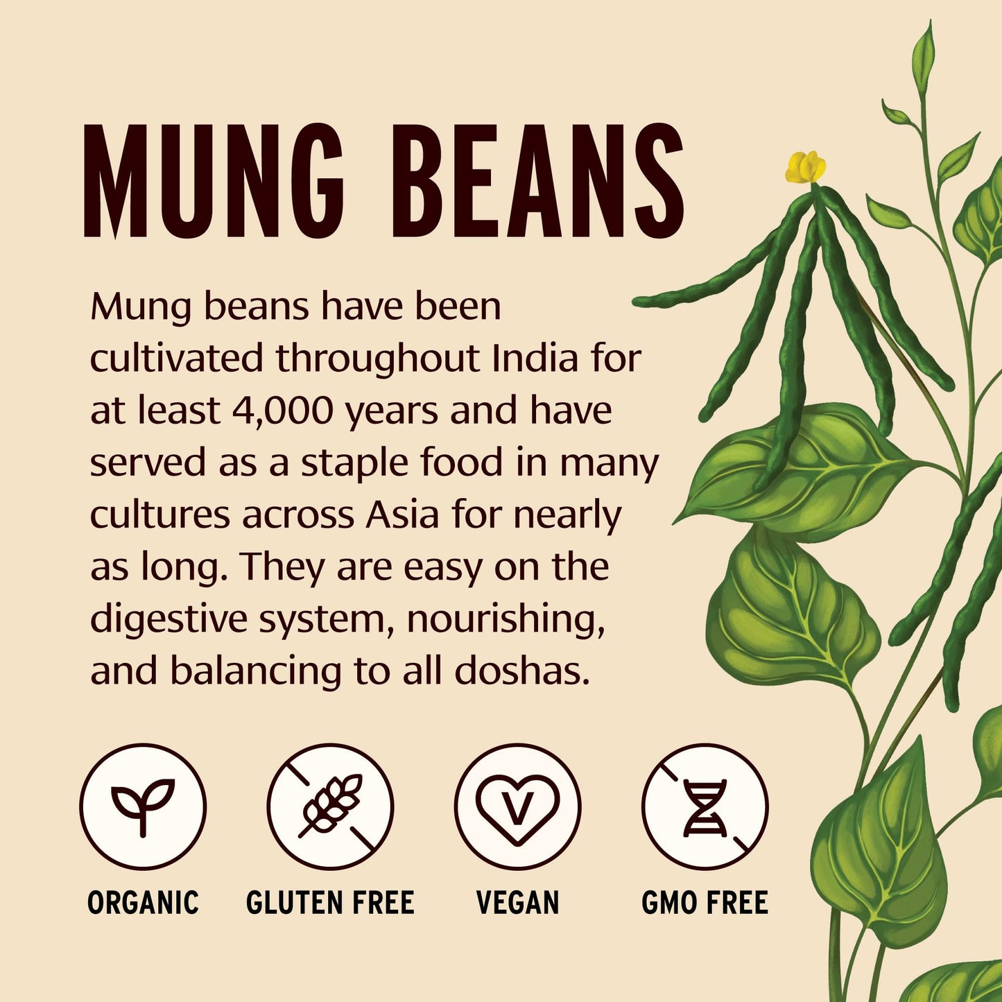 Banyan Botanicals Green Mung Beans - Whole Organic Green Mung Beans for Cooking High Protein Vegetarian Meals - Easy Digestion Meal - 1.65 lb