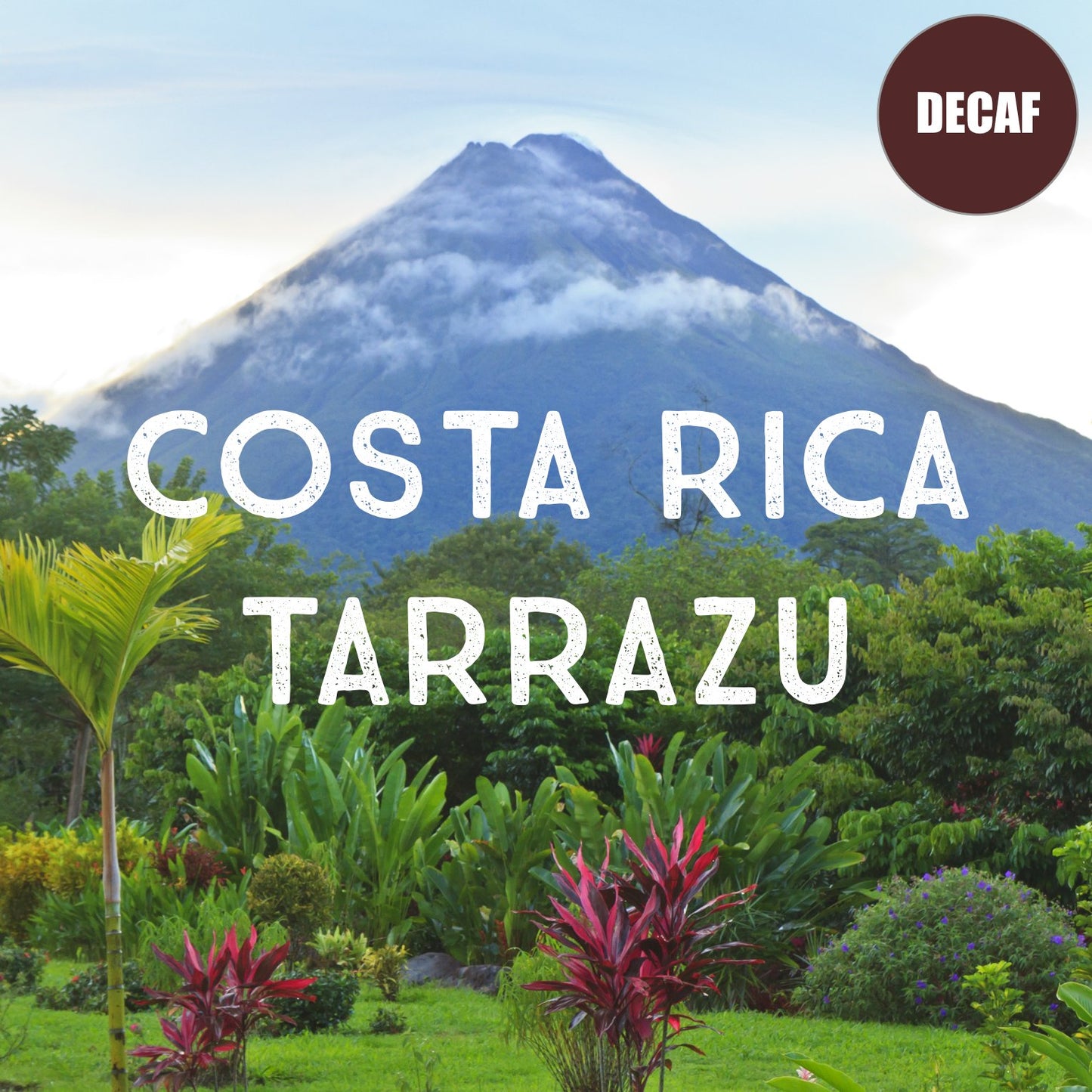 Costa Rica Decaf Tarrazu Coffee, Whole Bean, Swiss Water Processed, Rainforest Certified, Fresh Roasted, 16-ounce