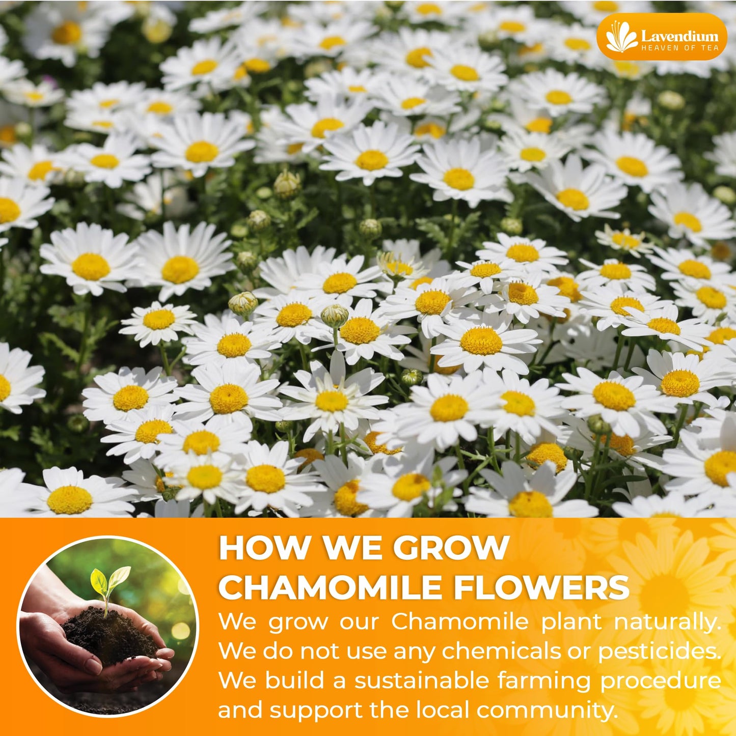 Lavendium, Premium 4oz Dried Chamomile Flowers, 100% Natural & Pure Whole Chamomile Blossoms, No Additives or Preservatives, Non-GMO, Plant-Based