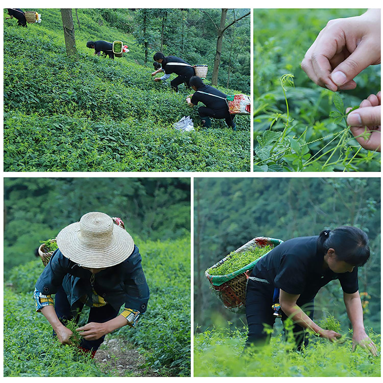 Wild Jiaogulan Tea Leaves, Gynostemma Tea,3.5oz(100g), 100% Natural, Sugar Free, No Gmo
