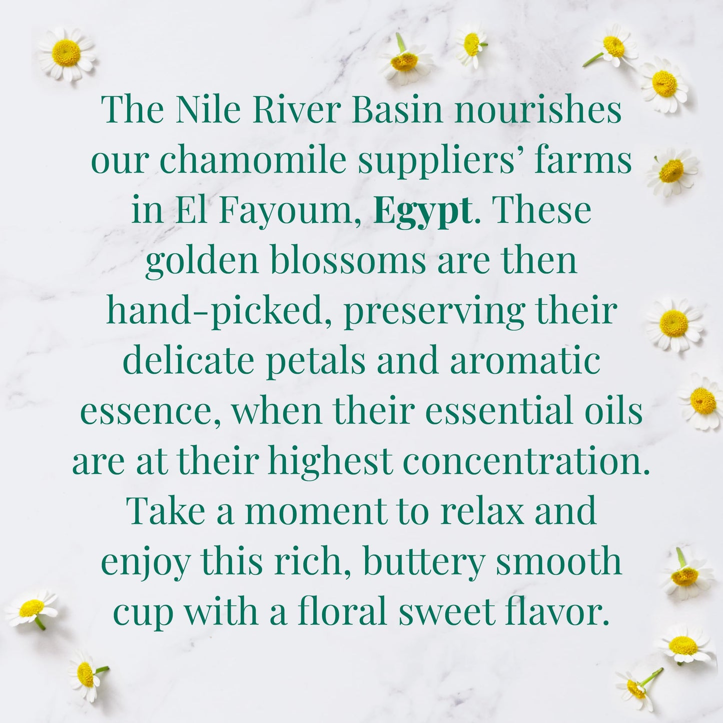The Republic of Tea - Organic Egyptian Chamomile SuperHerb Tea Tin, 36 Herbal Tea Bags, Naturally Caffeine-Free Herbs of Origin