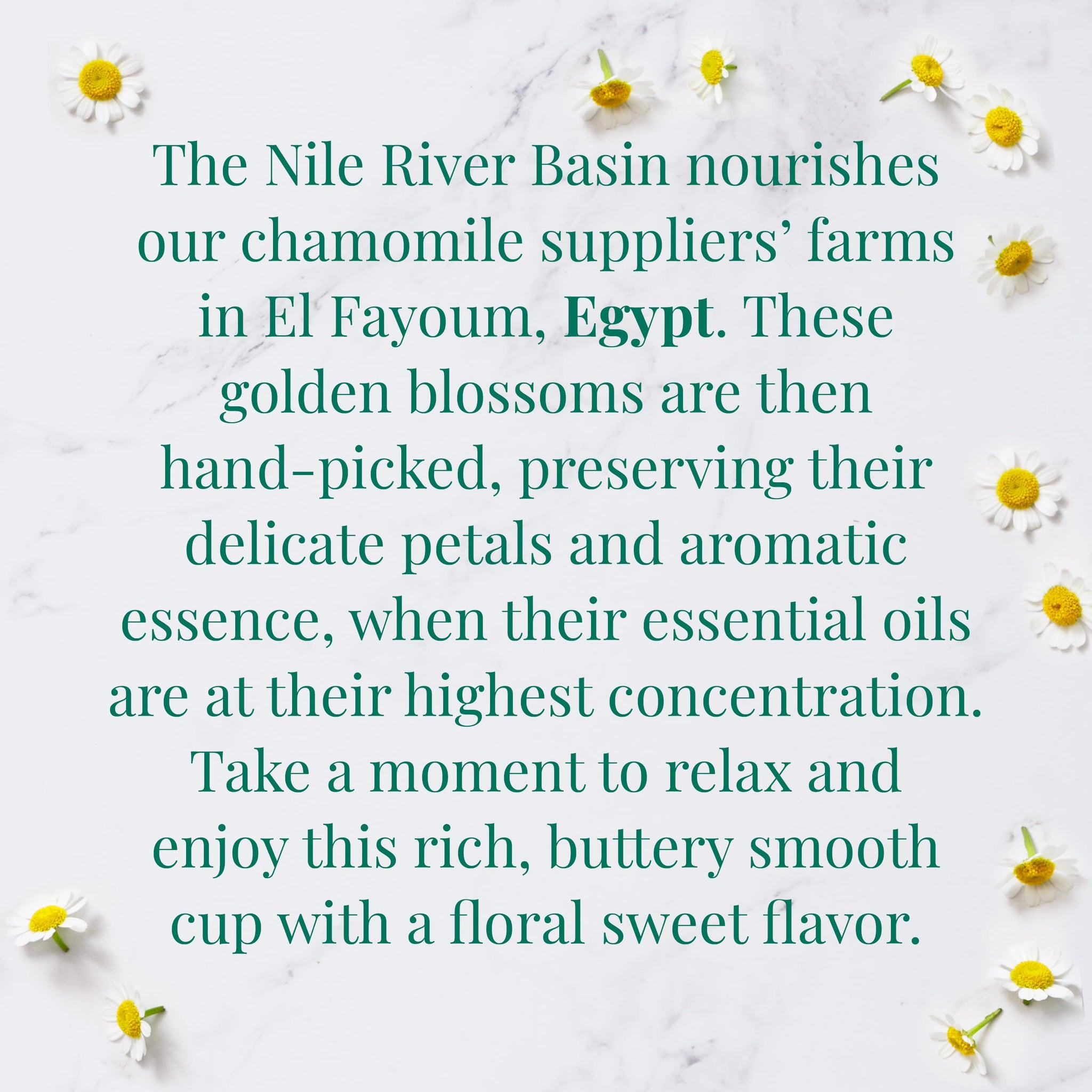 The Republic of Tea - Organic Egyptian Chamomile SuperHerb Tea Tin, 36 Herbal Tea Bags, Naturally Caffeine-Free Herbs of Origin