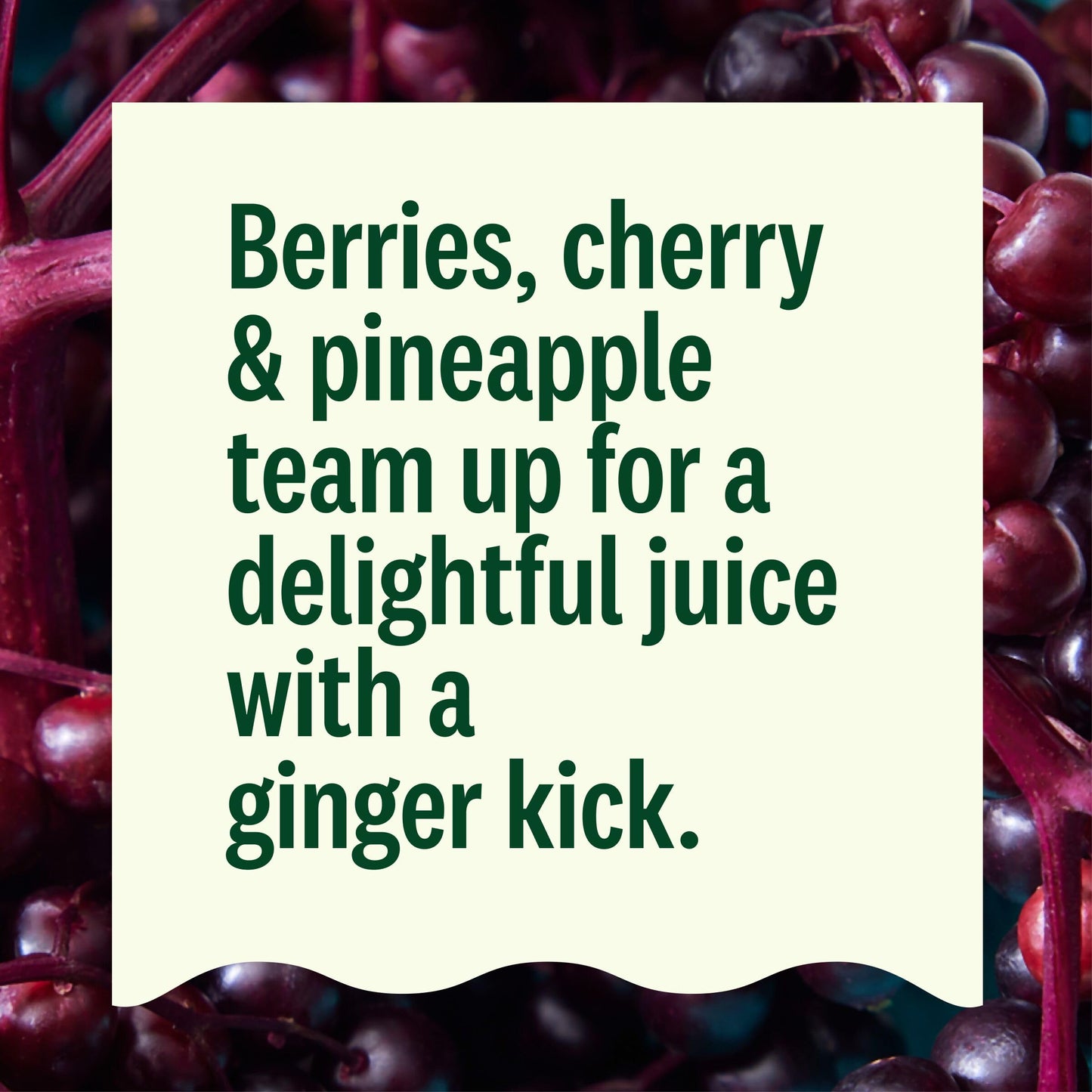 Suja Organic Gut Health Elderberry Ginger Cold Pressed Juice Drink, 12 fl oz Bottle
