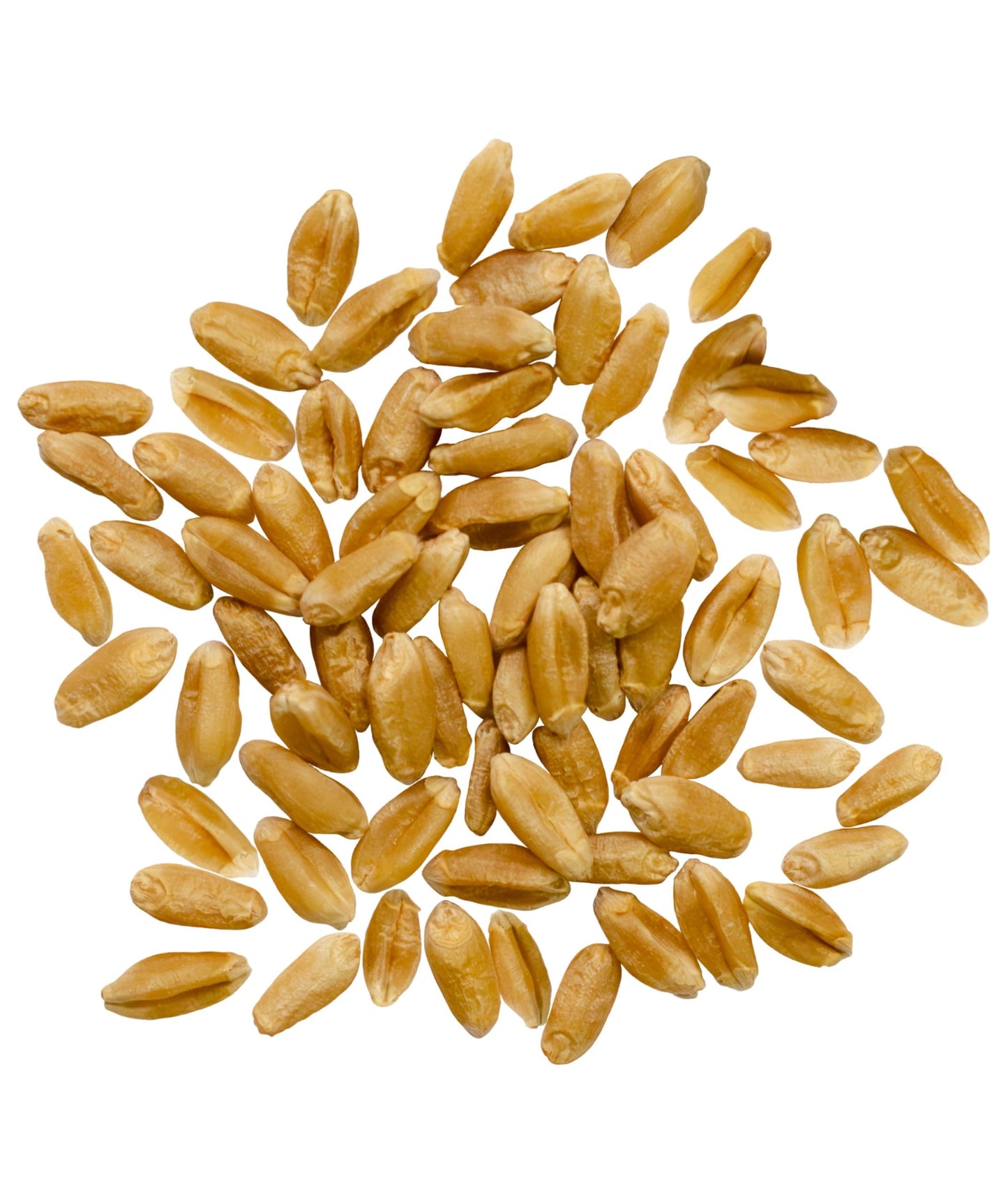 Palouse Brand Certified Glyphosate Residue Free Hard Red Spring Wheat Berries | 15 LBS | Family Farmed in Washington State | Sproutable | Non-GMO