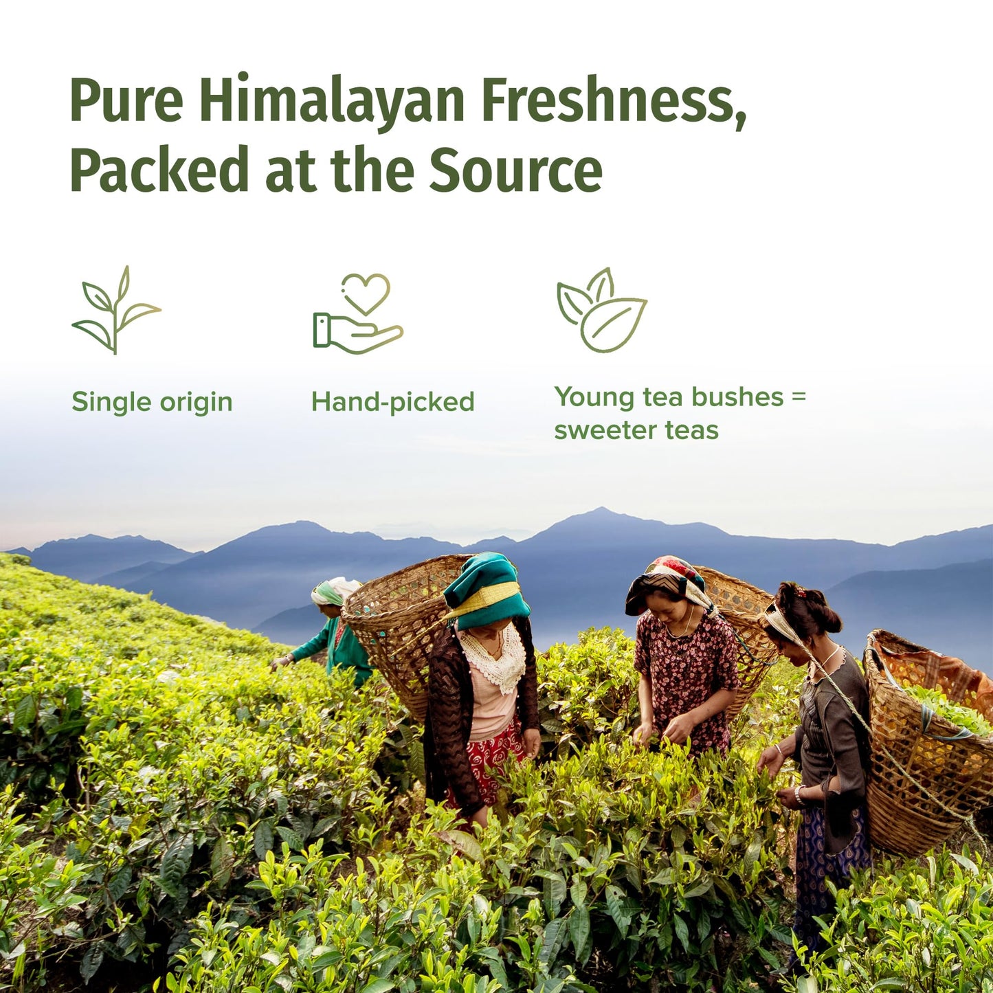 NEPAL TEA Organic Black Tea Bags from the Himalayas - 15 Pyramid Tea Bags, Single Origin from a Family Farm - Black Tea Bags with Loose Leaf Tea