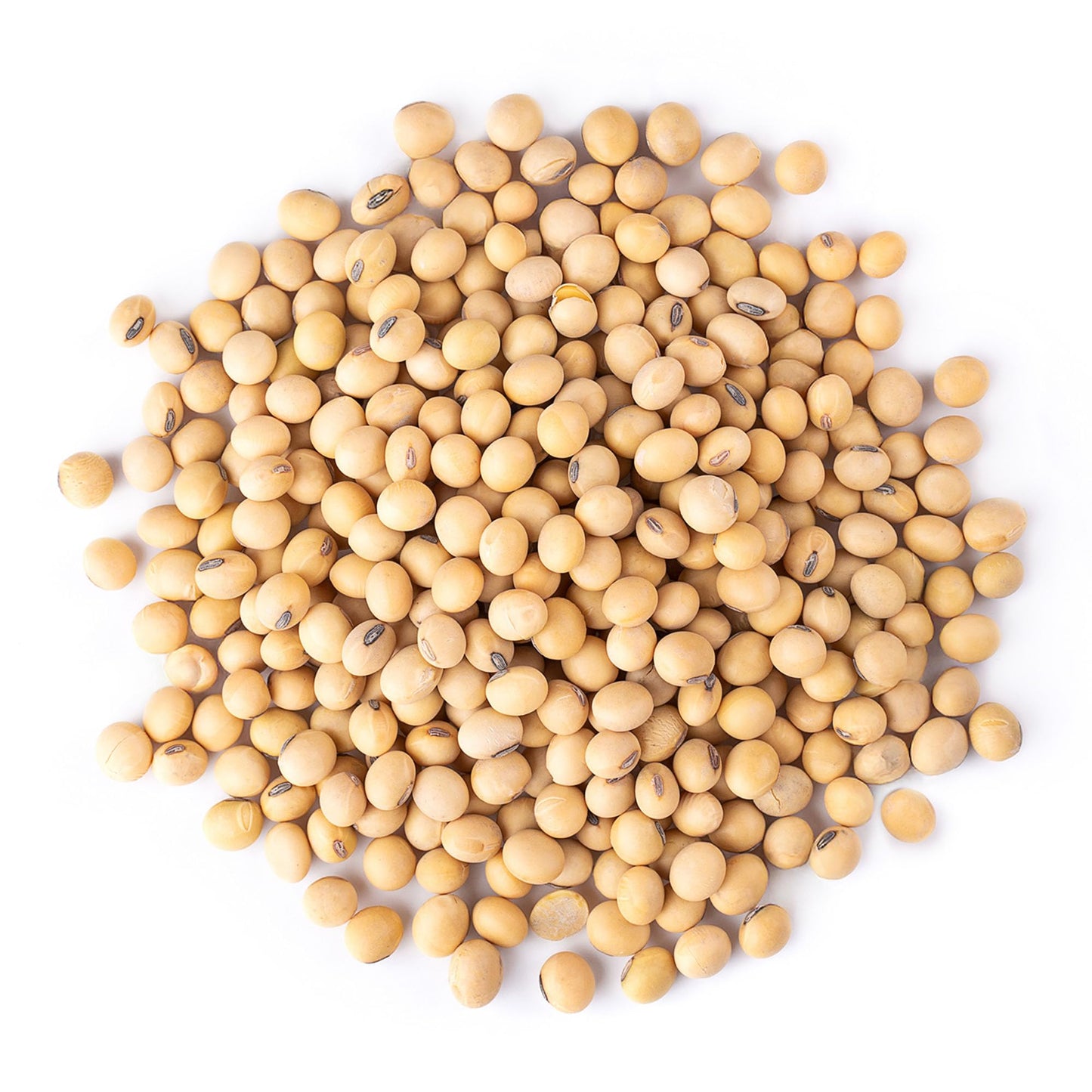 Food to Live Organic Soybeans, 5 Pounds - Dry Soy Beans, Pure and Natural, Nutritious Snack, High-Protein, Perfect for Soy Milk, Tofu, Cooking, Baking