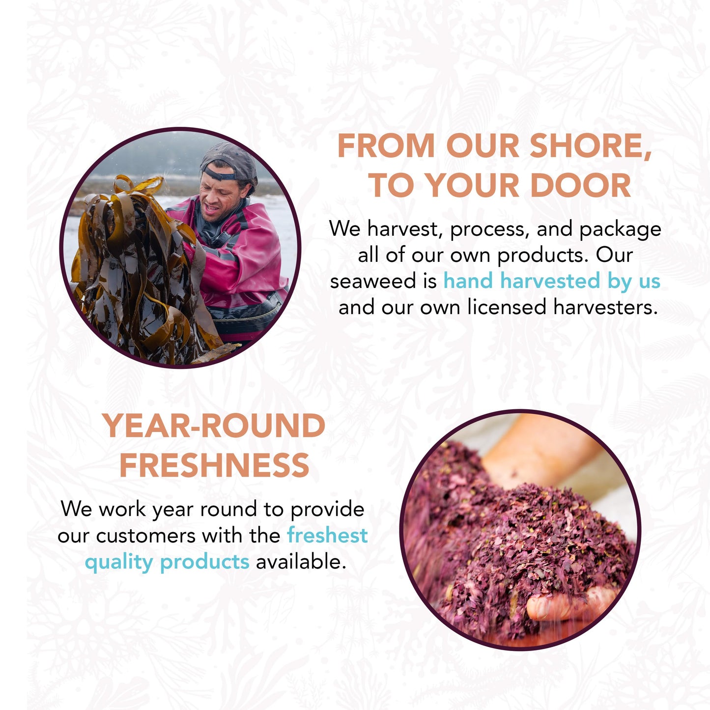 VITAMINSEA Bladderwrack Dried Seaweed | Wild North Atlantic Seaweed for Snacking, Seasoning, Soups & Salads | Rich in Vitamins, Minerals