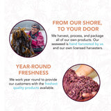VITAMINSEA Bladderwrack Dried Seaweed | Wild North Atlantic Seaweed for Snacking, Seasoning, Soups & Salads | Rich in Vitamins, Minerals
