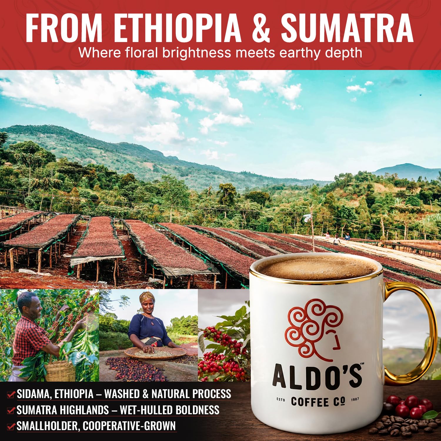 Aldo's Coffee Company Orient Espresso - Organic Dark Roast Whole Bean Coffee, Espresso Blend - 16 oz