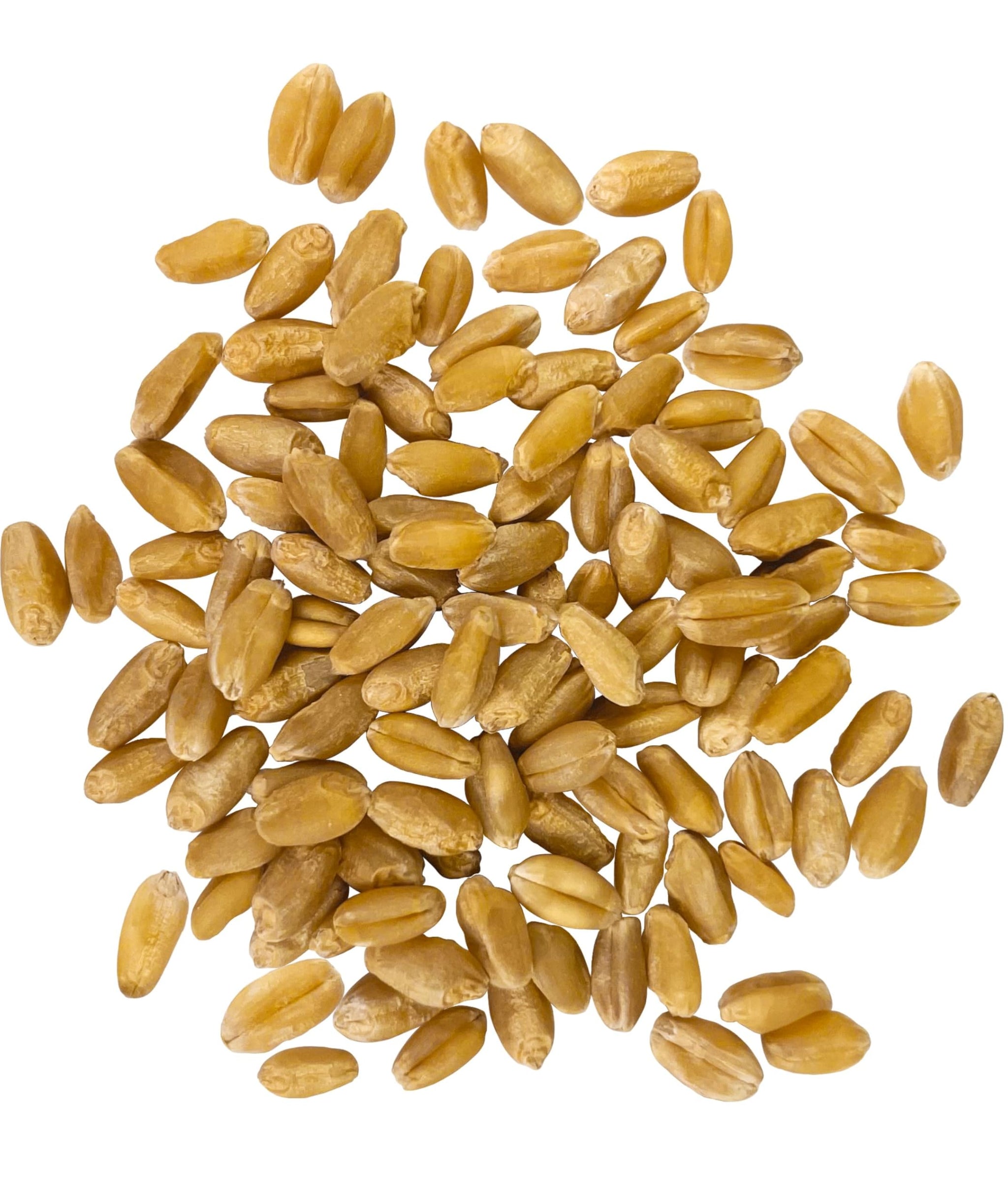 Palouse Brand Certified Glyphosate Residue Free Hard White Wheat Berries | 25 LBS | Family Farmed in Washington State | Sproutable | Non-GMO Project Verified | Kosher