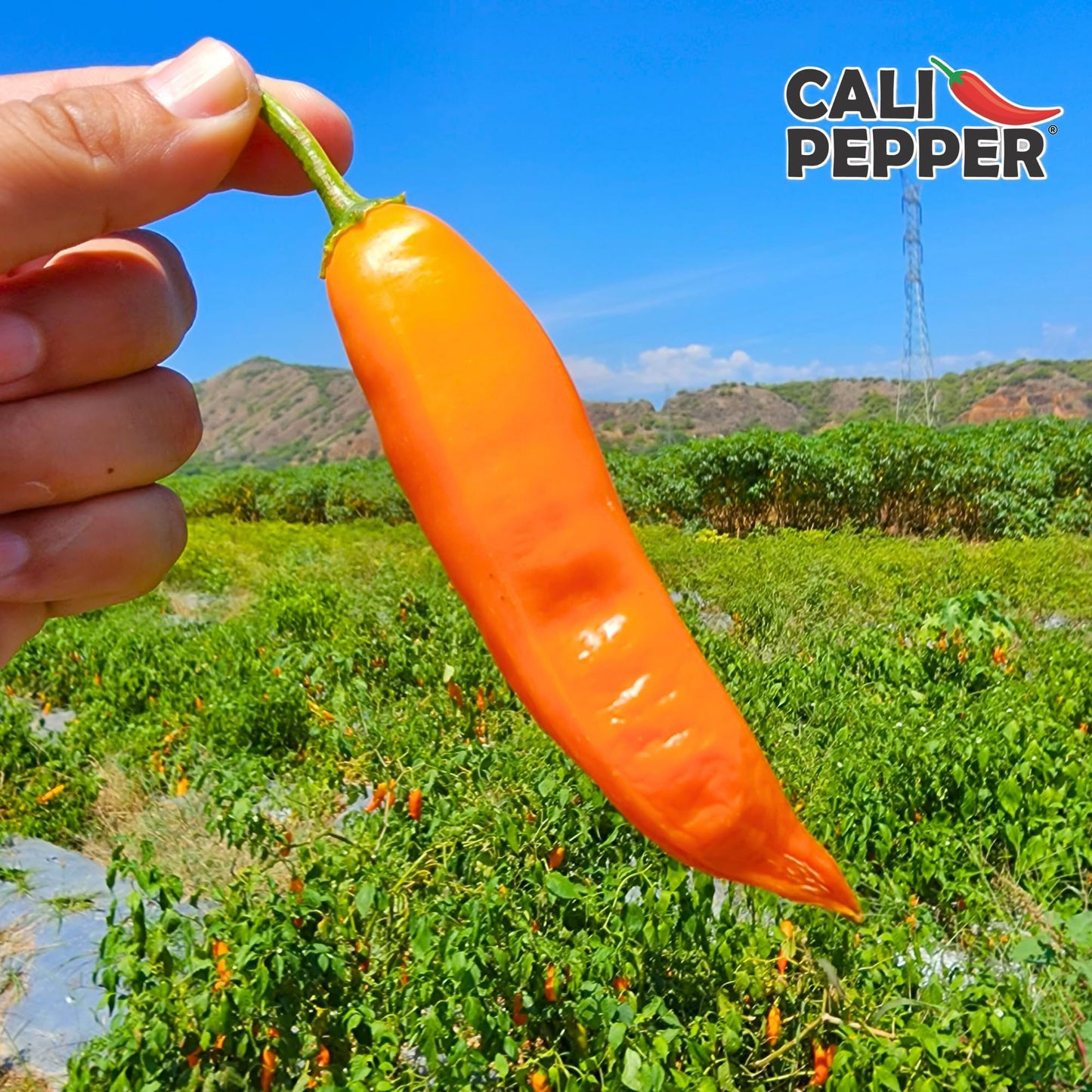 Cali Pepper Aji Amarillo Hot Sauce - Yellow Chili Pepper Sauce Made from Aged Aji Amarillo Peppers - Hot Heat (40,000-50,000 SHU) - Squeeze Bottle 8.4